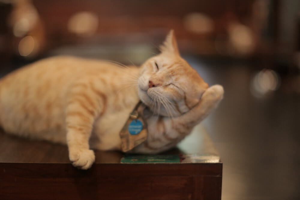 orange cat laying