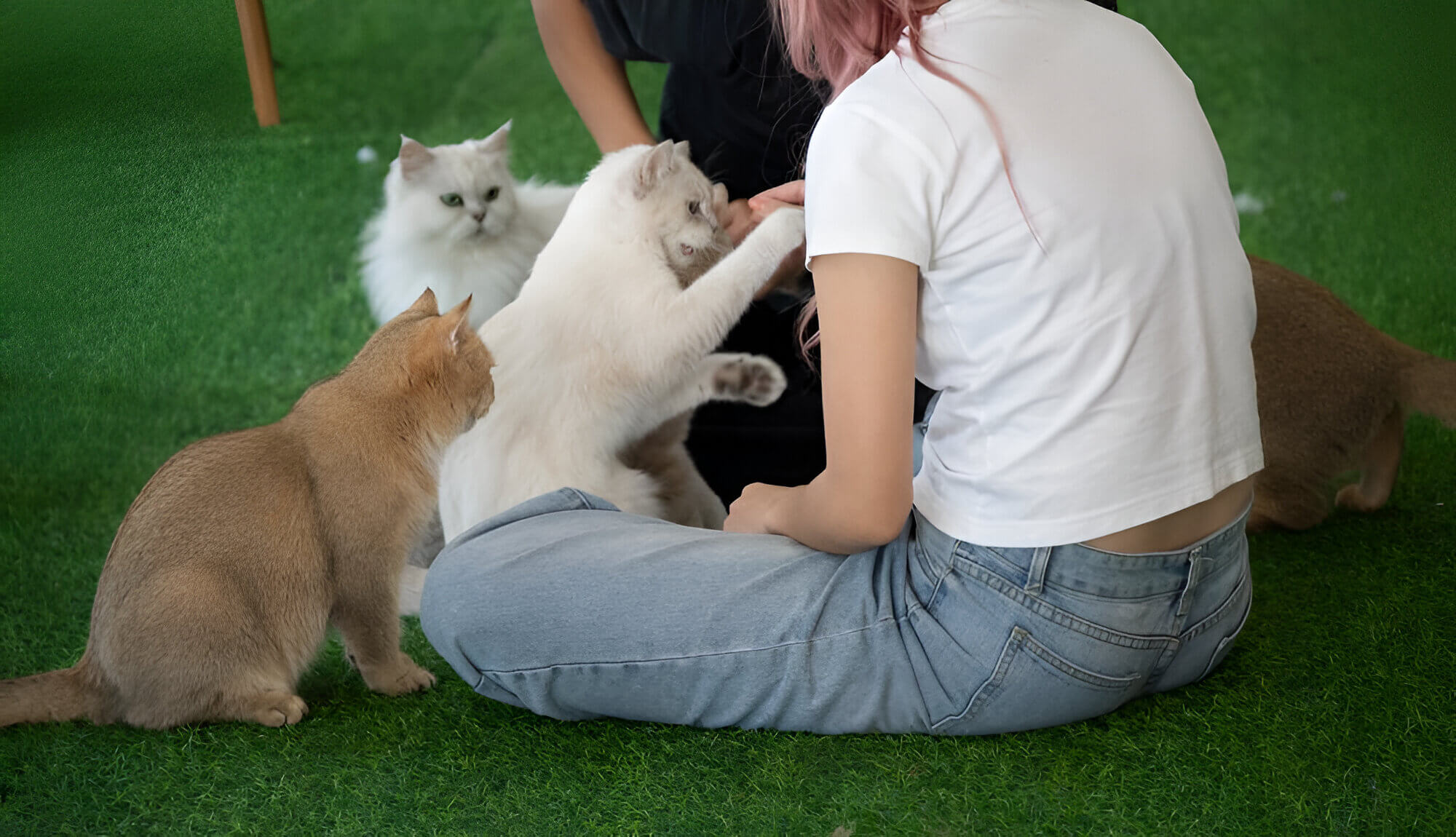 people playing with cats