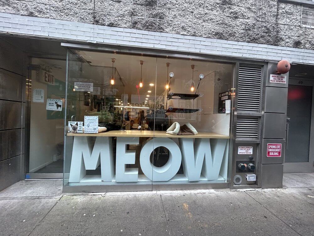 the words meow in a window
