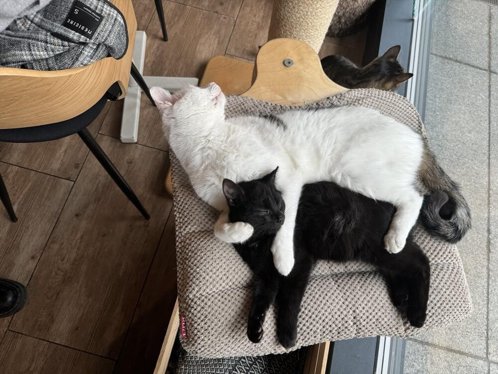 white and black cat on a chair