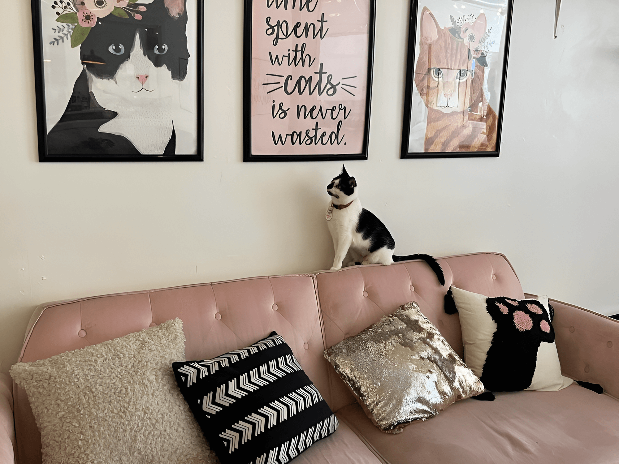 black and white cat on a pink couch looking at a wall