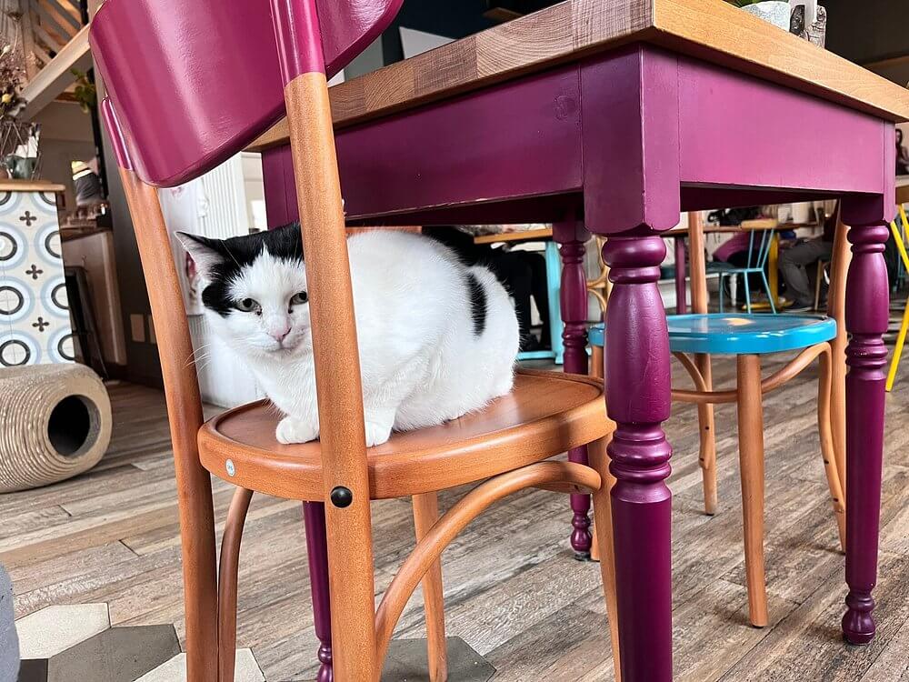white and black cat on a chair