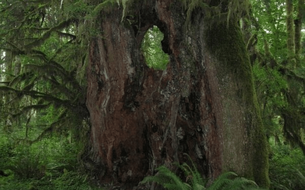 Olympic National Park, Washington