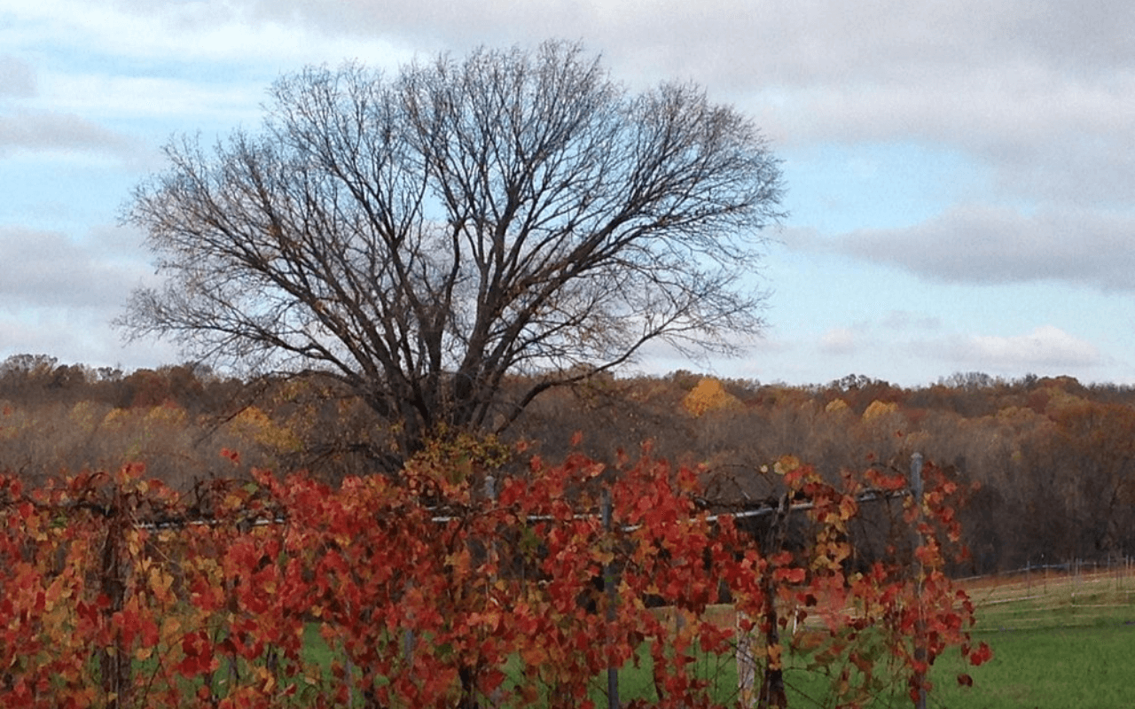 Illinois: Shawnee Hills Wine Trail