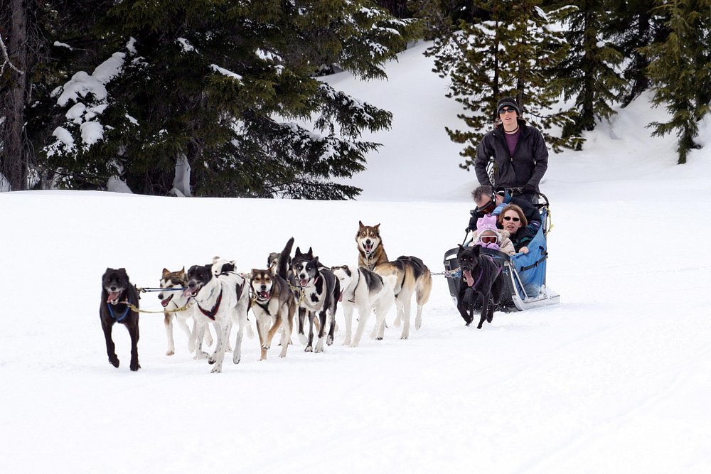 Dog Sled tour at Mount Bachelor Village Resort
