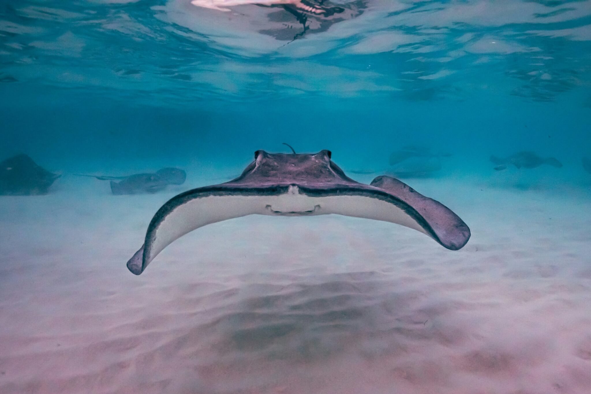 a stingray in the cayman islands