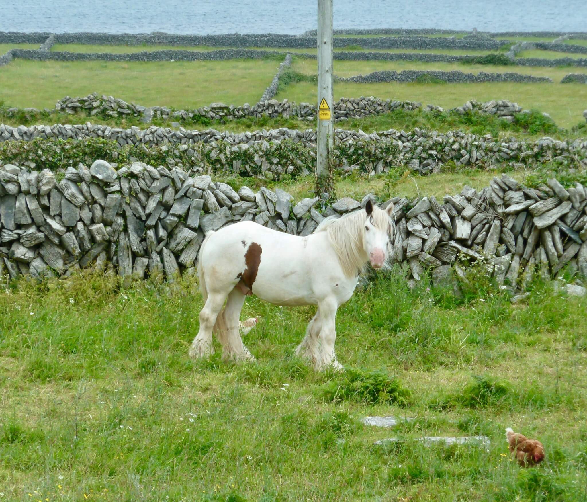 a horse in the connemara region of galway