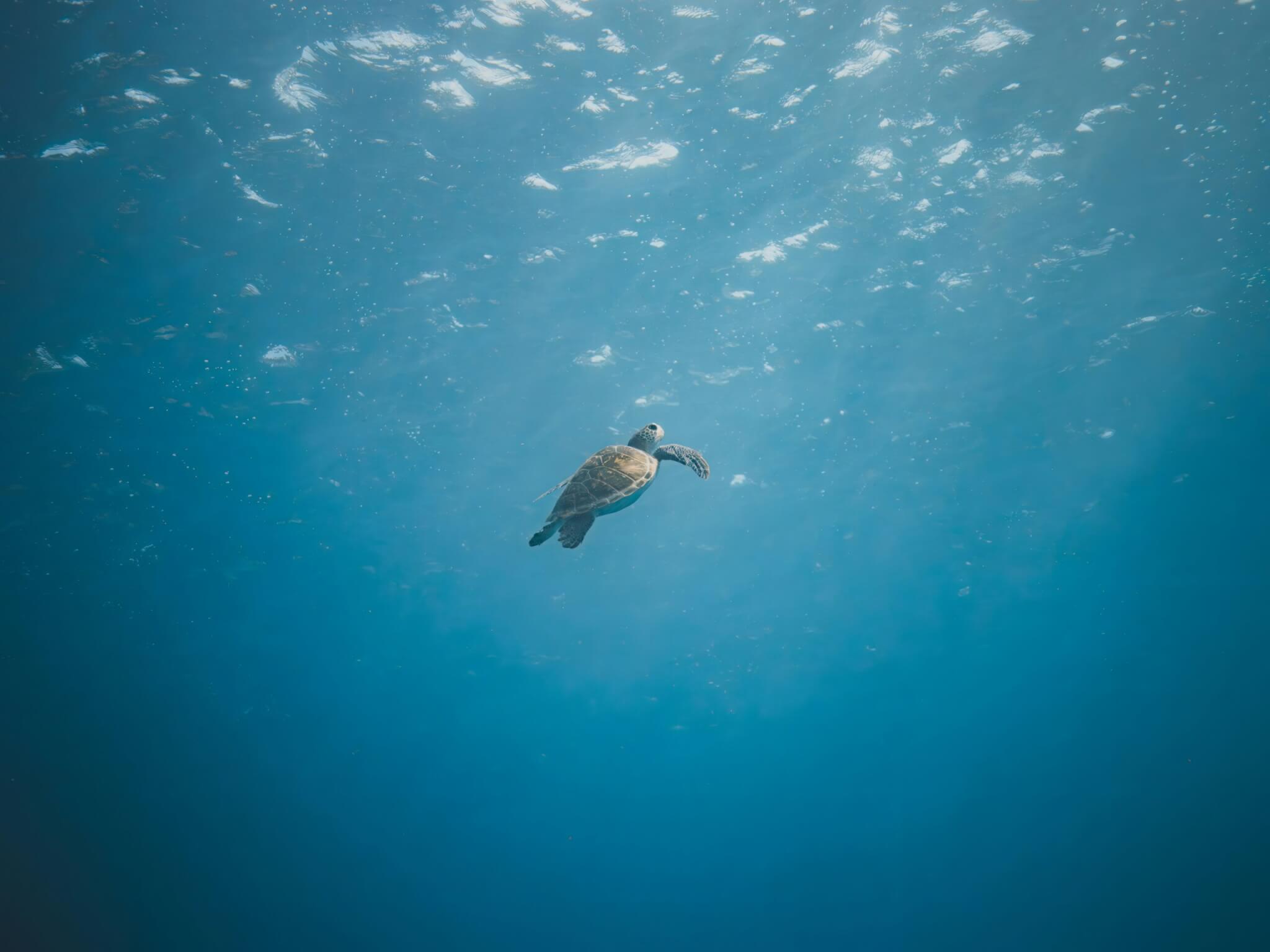 a sea turtle in st. barts