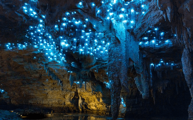Waitomo Glowworm Caves – New Zealand