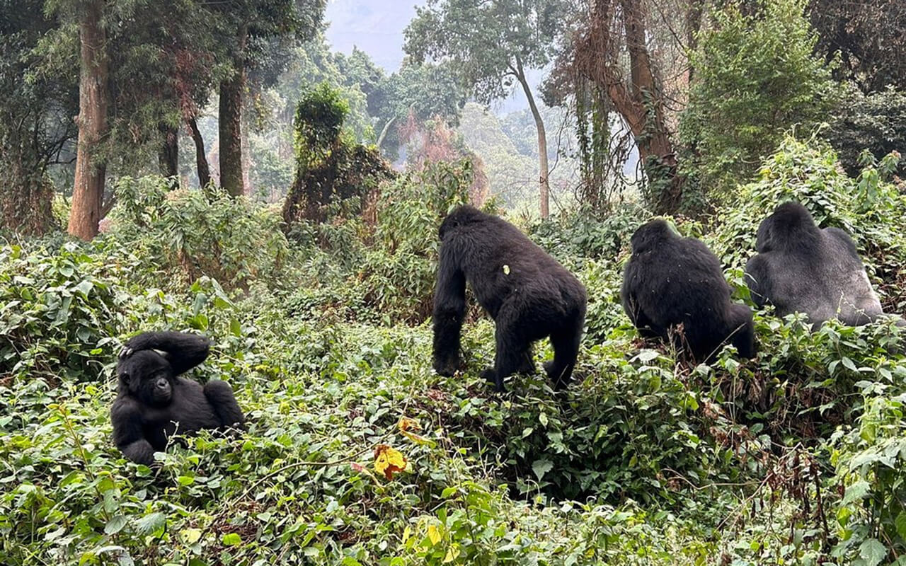 Bwindi Impenetrable Forest, Uganda