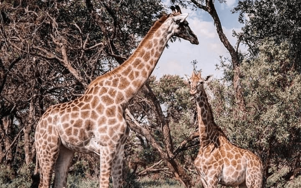 Giraffes near trees