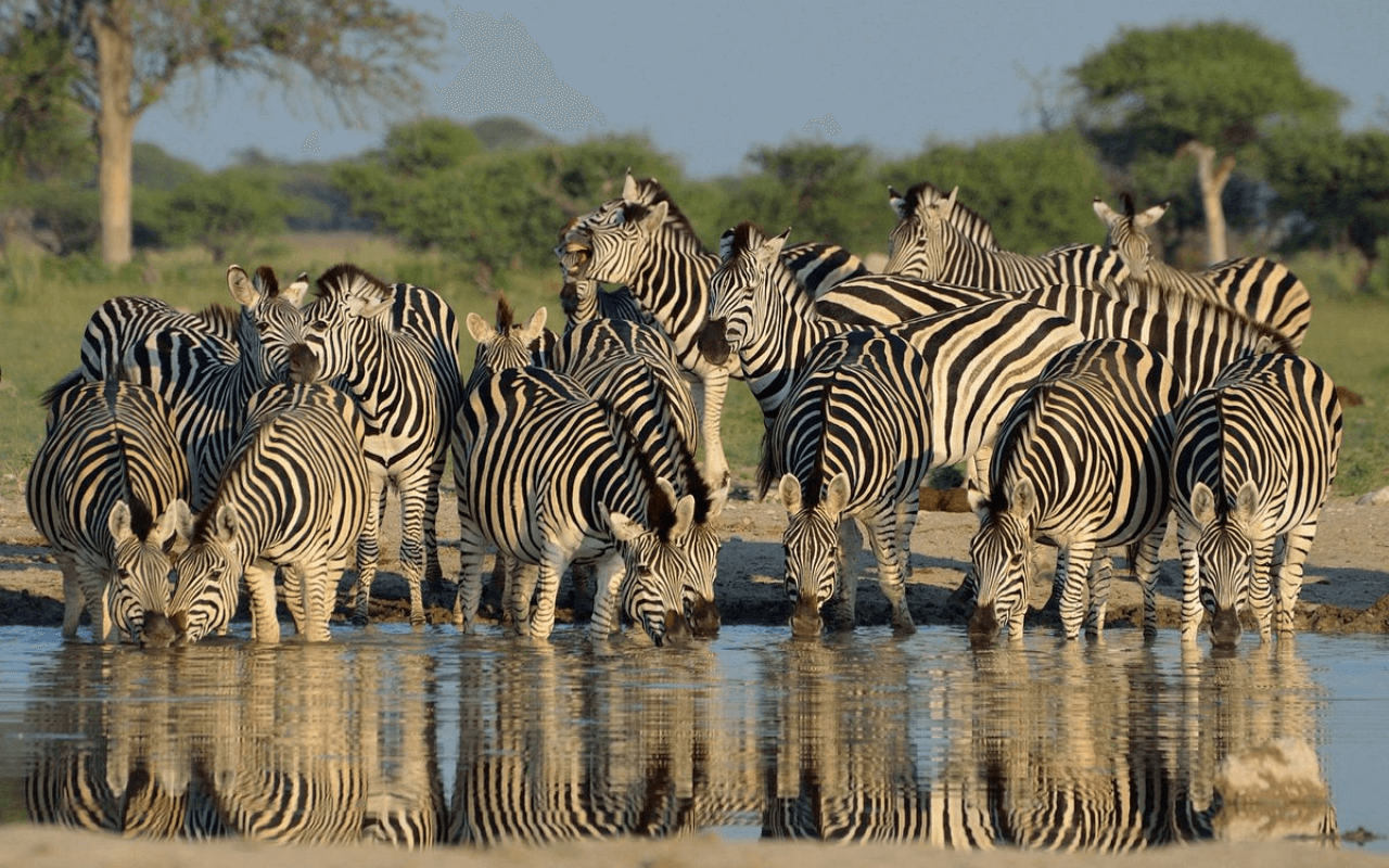 Zebras in water