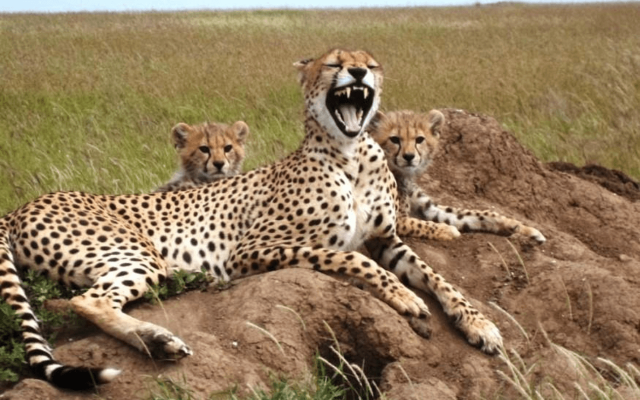 animals in africa