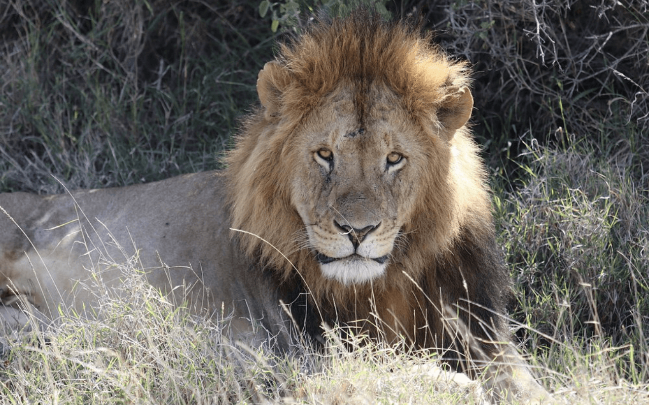 Lion on a safari