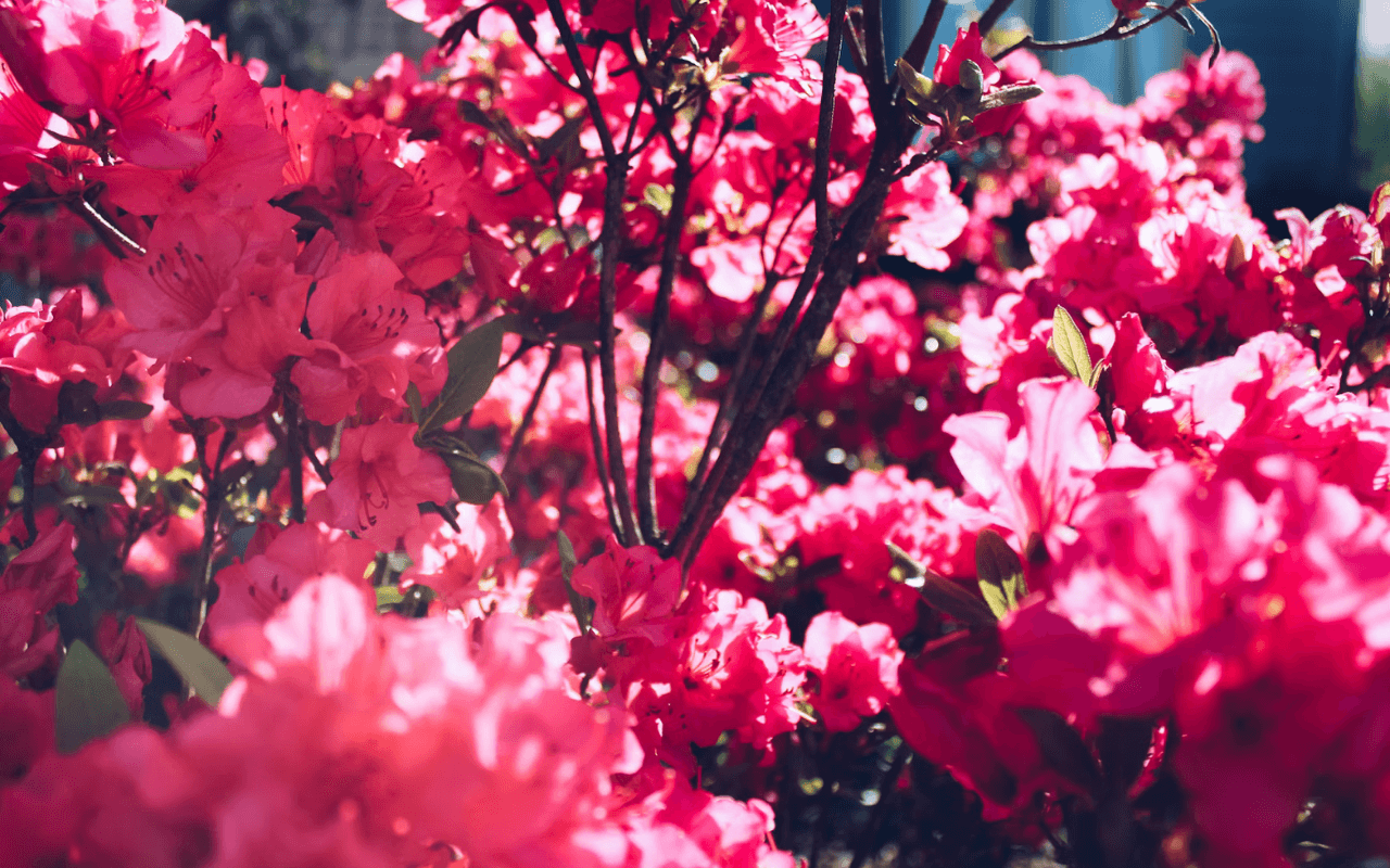 The Azalea Trail in Mobile, Alabama