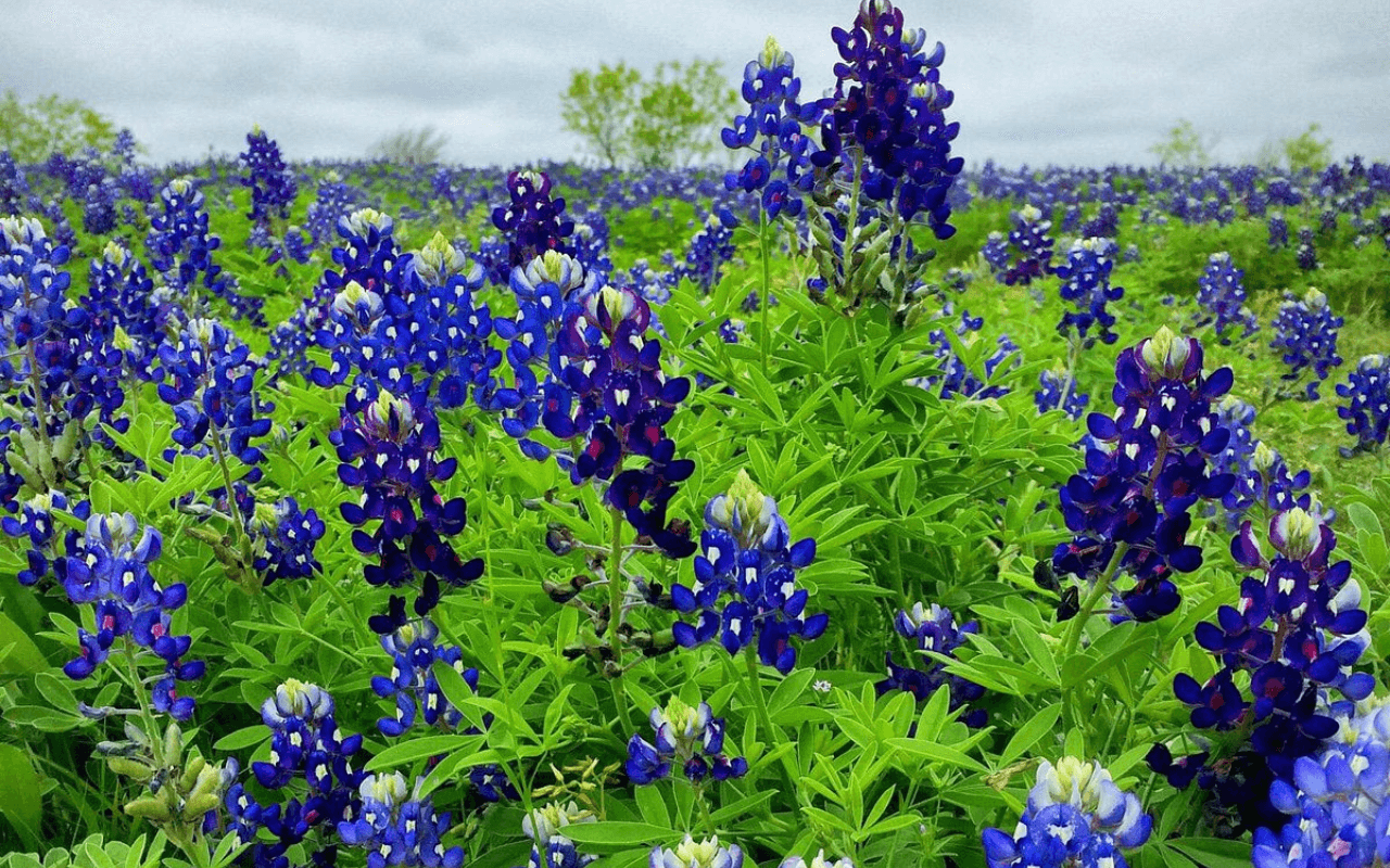 Ennis Bluebonnets Festival, Texas