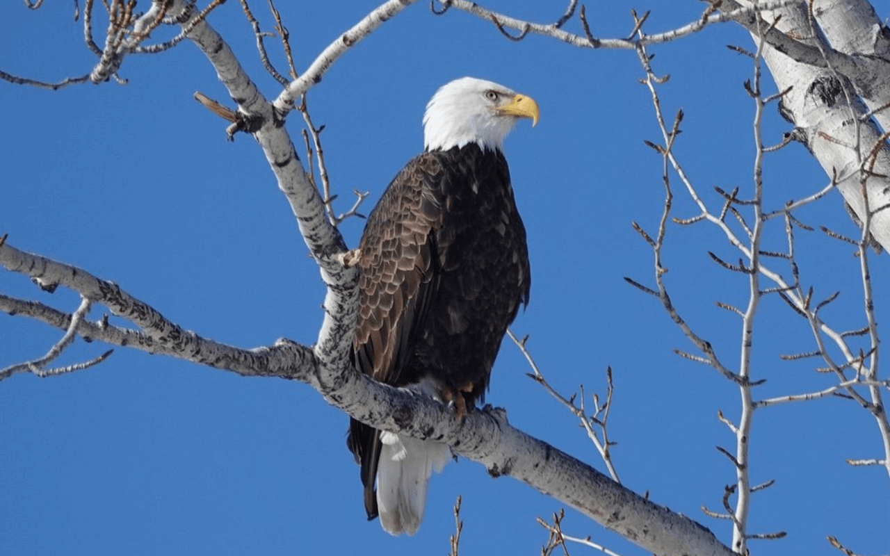 Bird Watching