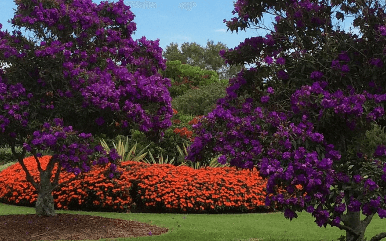 Centennial Park, Sydney