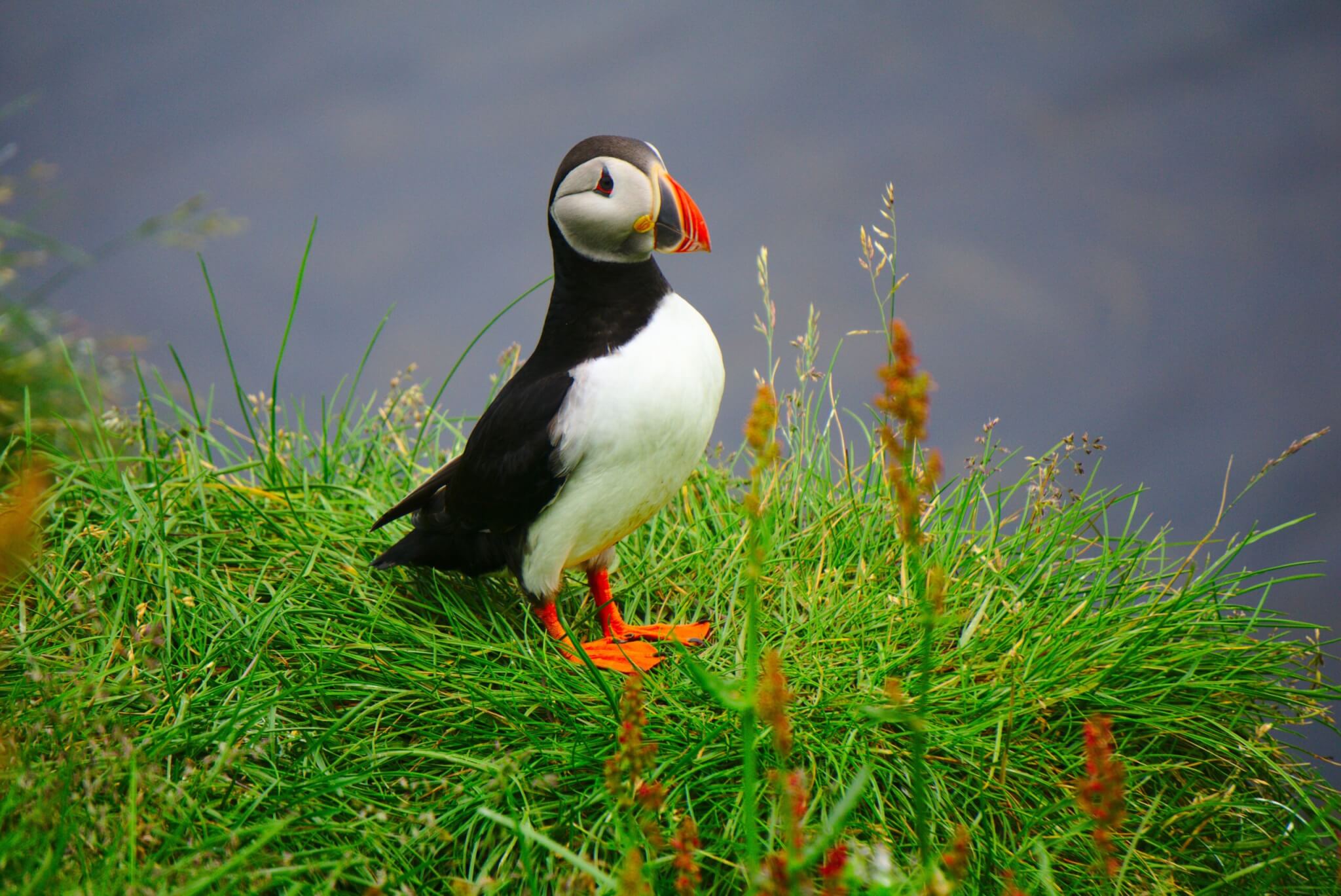 puffin
