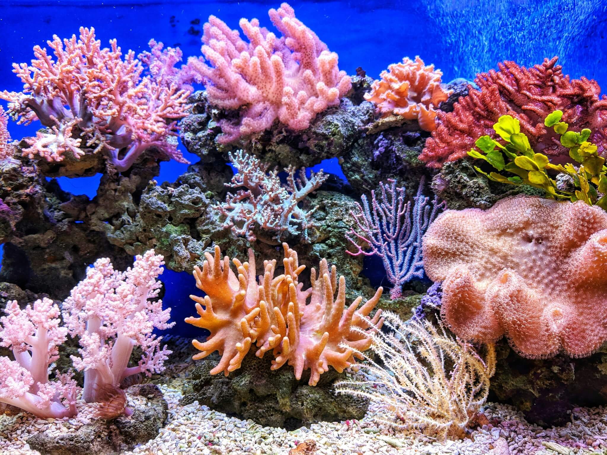 great barrier reef