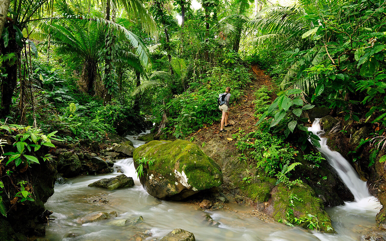 Wild Darien jungle near Colombia and Panama border. Central America.