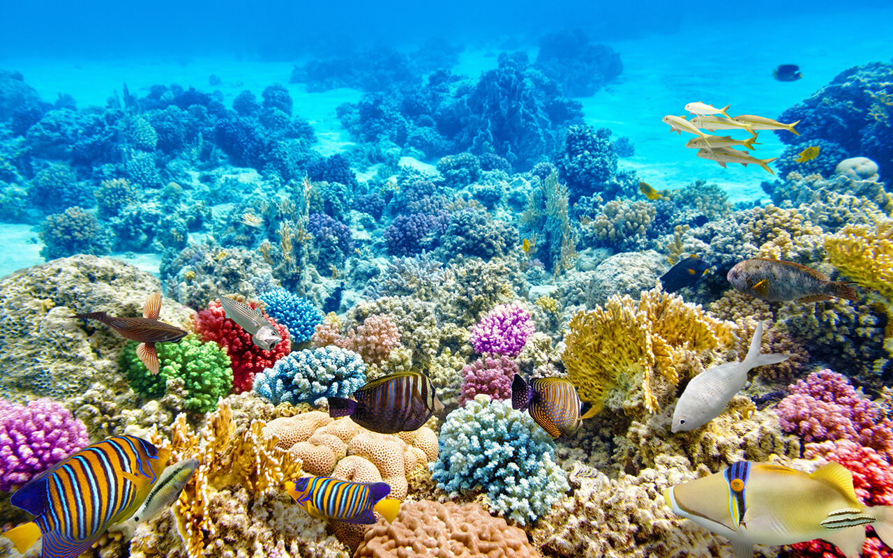 The Great Barrier Reef, Australia