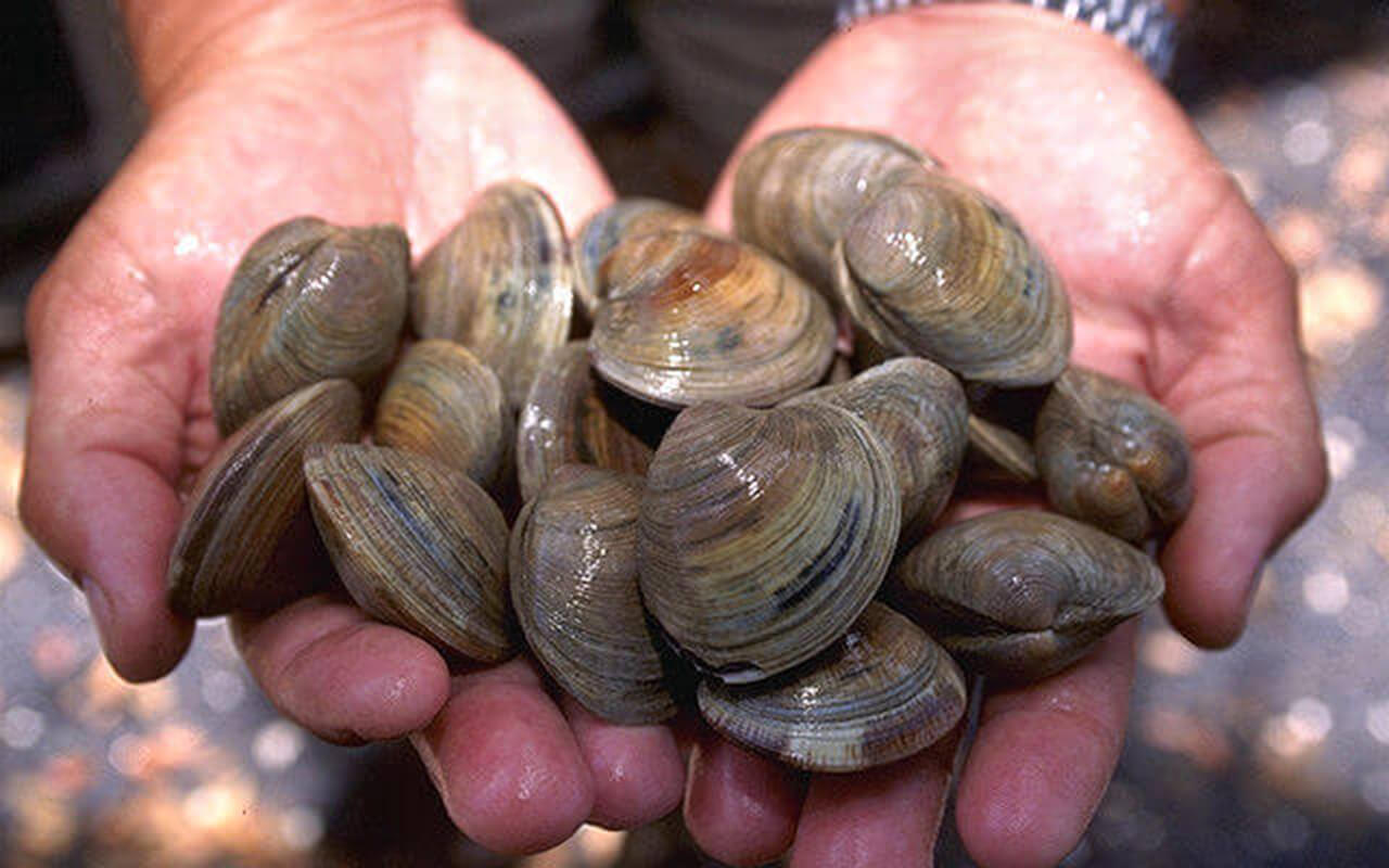 Person holding hard clams
