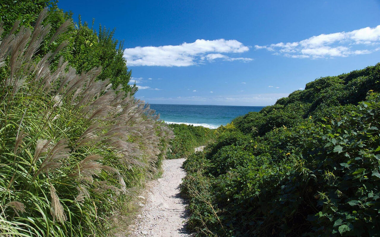 Sandy path to the beach surrounded by bushy greenery.