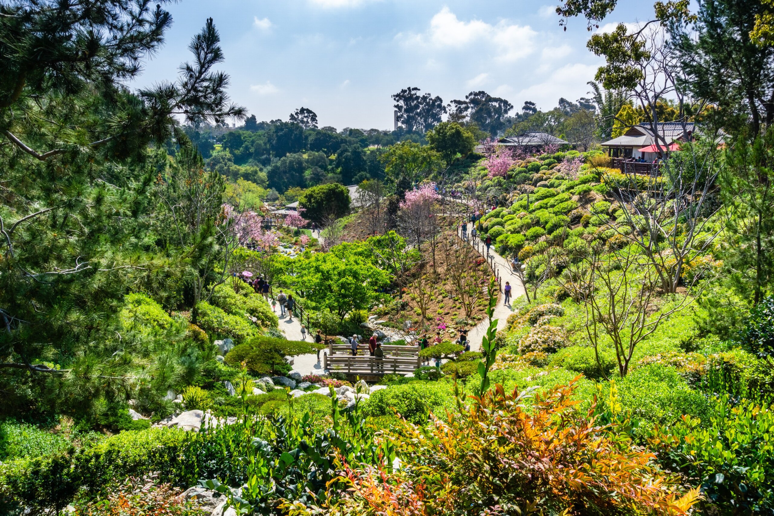 March 19, 2019 San Diego / CA / USA - Landscape in Japanese Friendship Garden during the Cherry Blossom Festival in Balboa Park