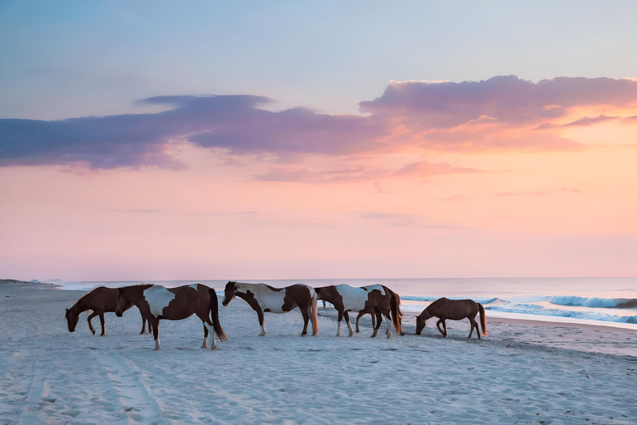 Assateague Island National Seashore, Maryland & Virginia