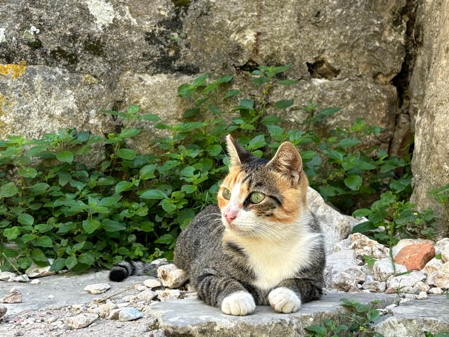 Cats of Kotor 