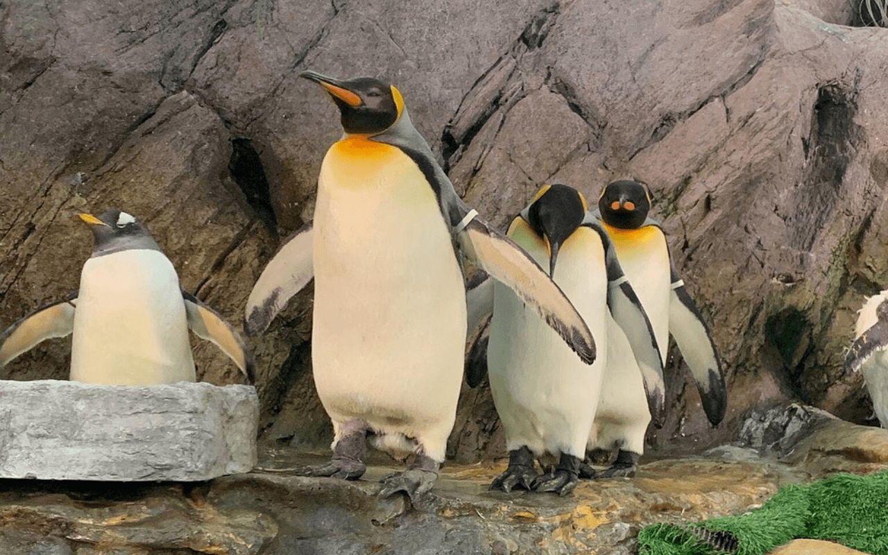 St. Louis Zoo