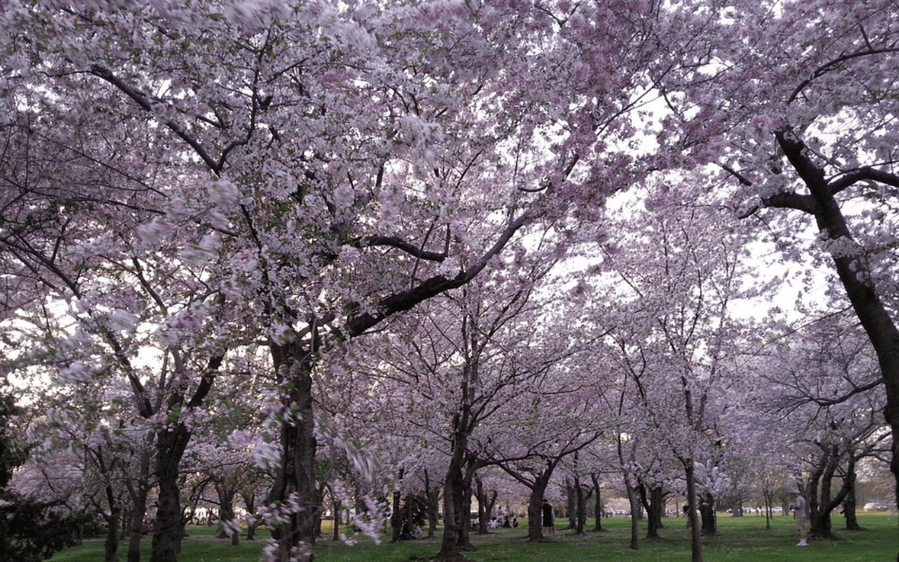 Tidal Basin, Washington, D.C., USA