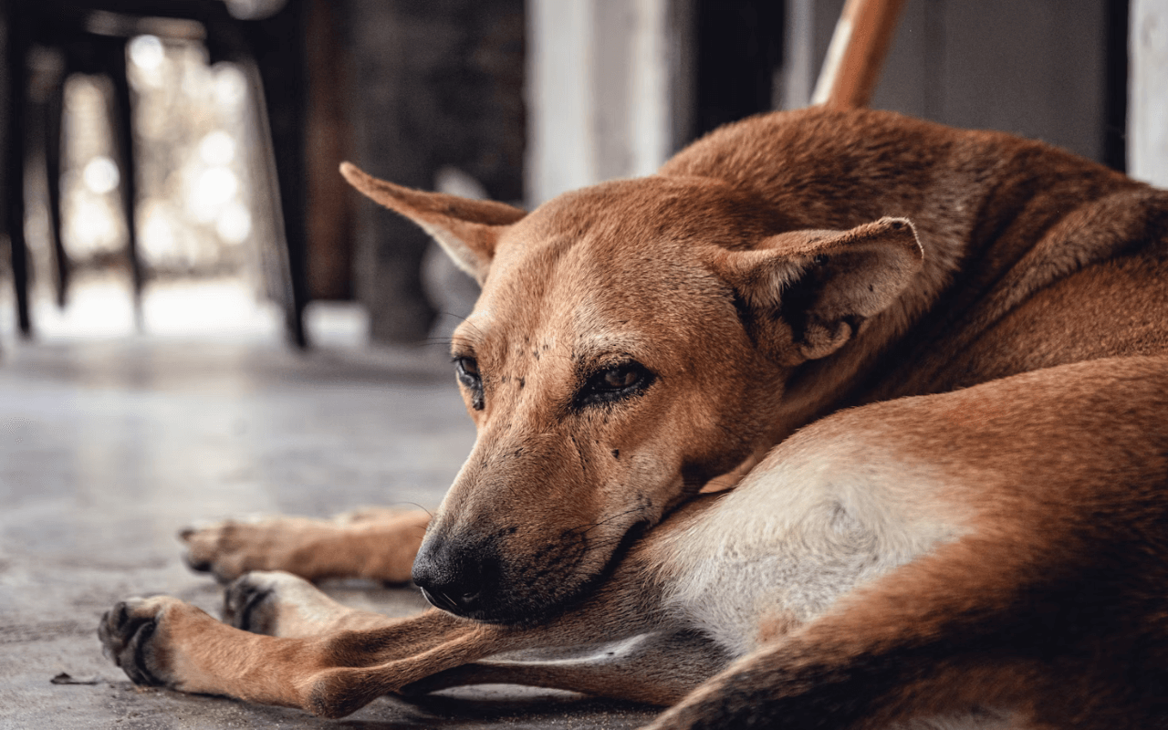 Dog laying on a cement floor
