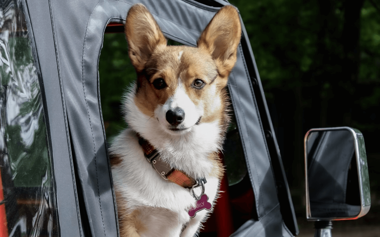 Dog sticking its head out a car window