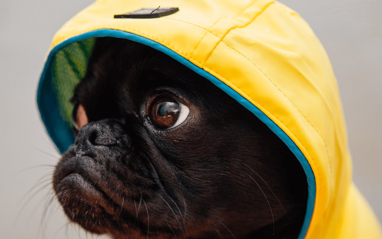 Dog wearing a hoodie