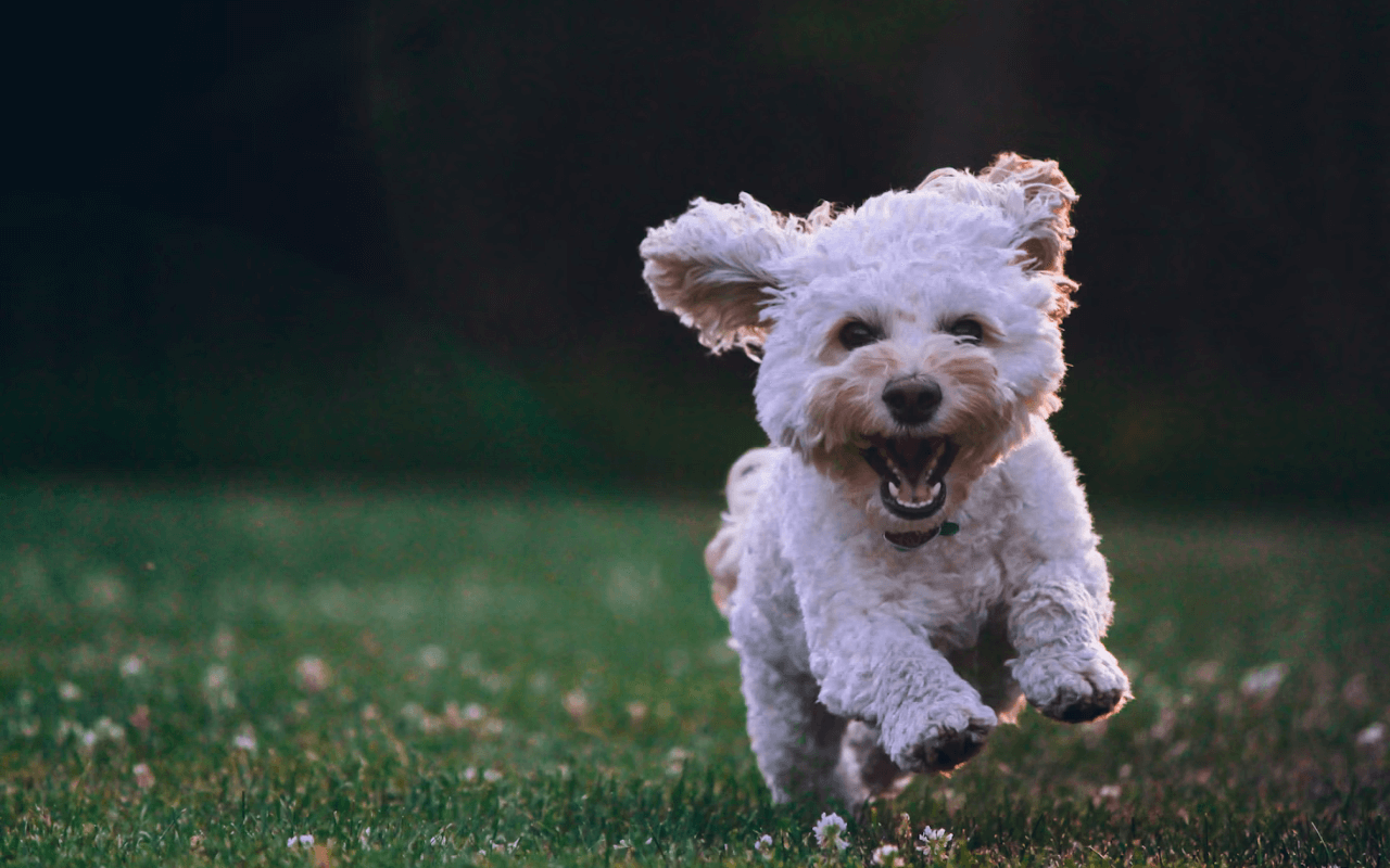 White dog running across a grassy field 