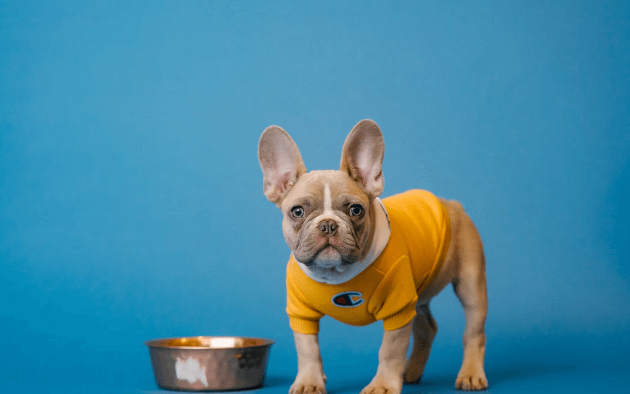 Dog in a shirt in front of a food bowl