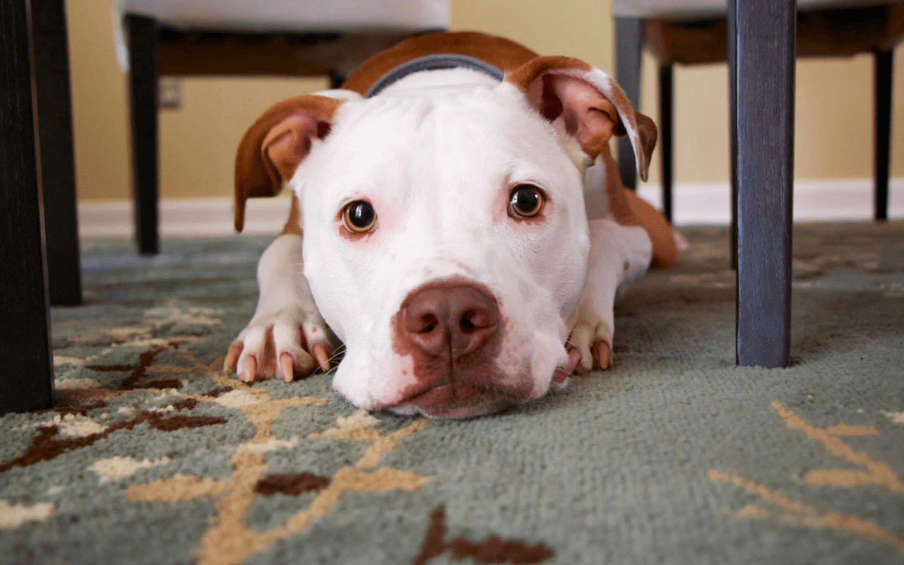 Dog under a table