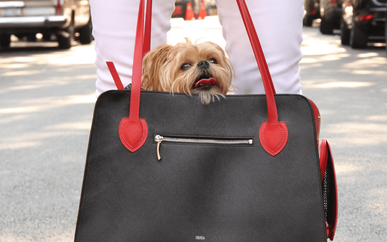 Small dog in a purse