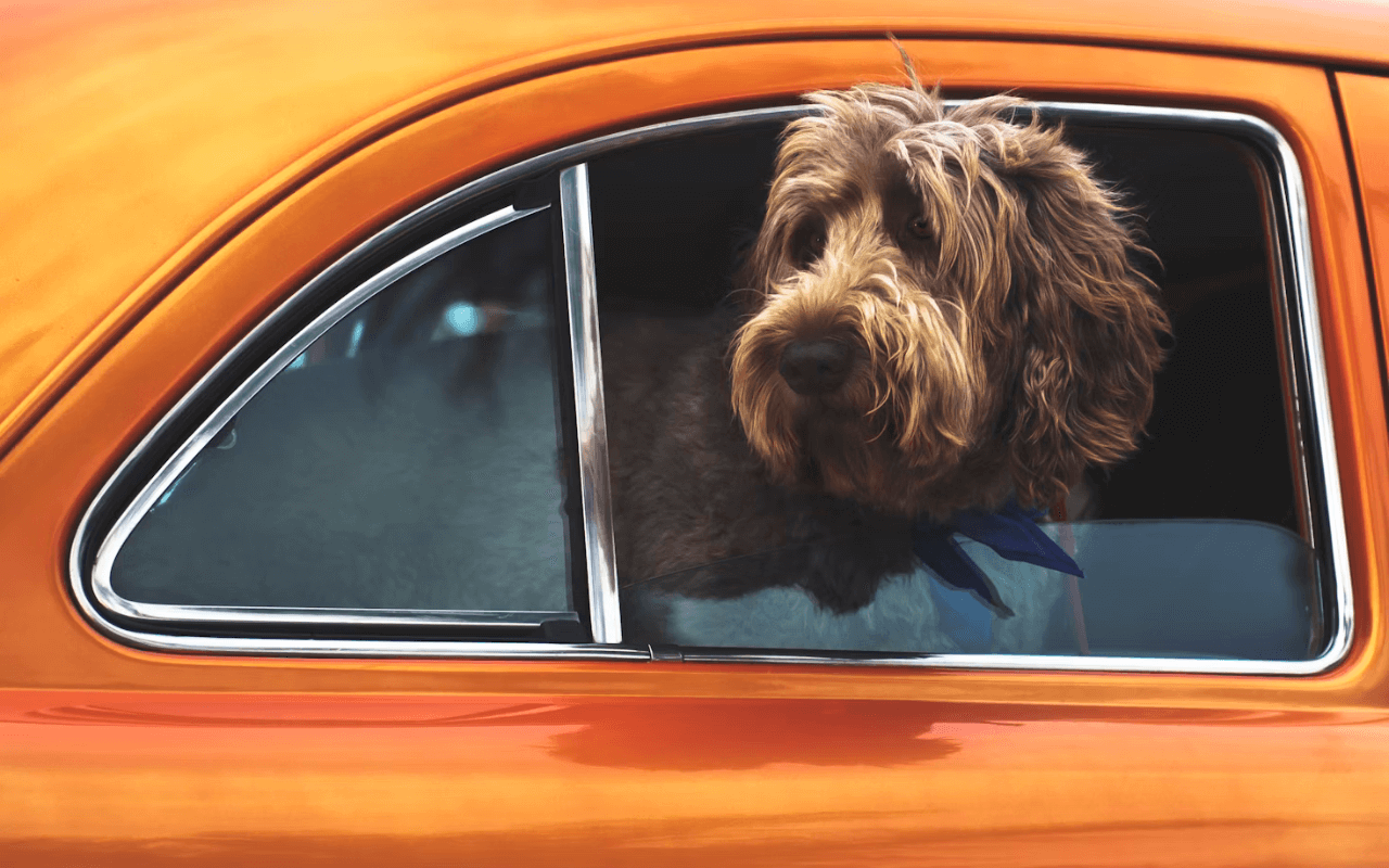 Dog looking out a car window