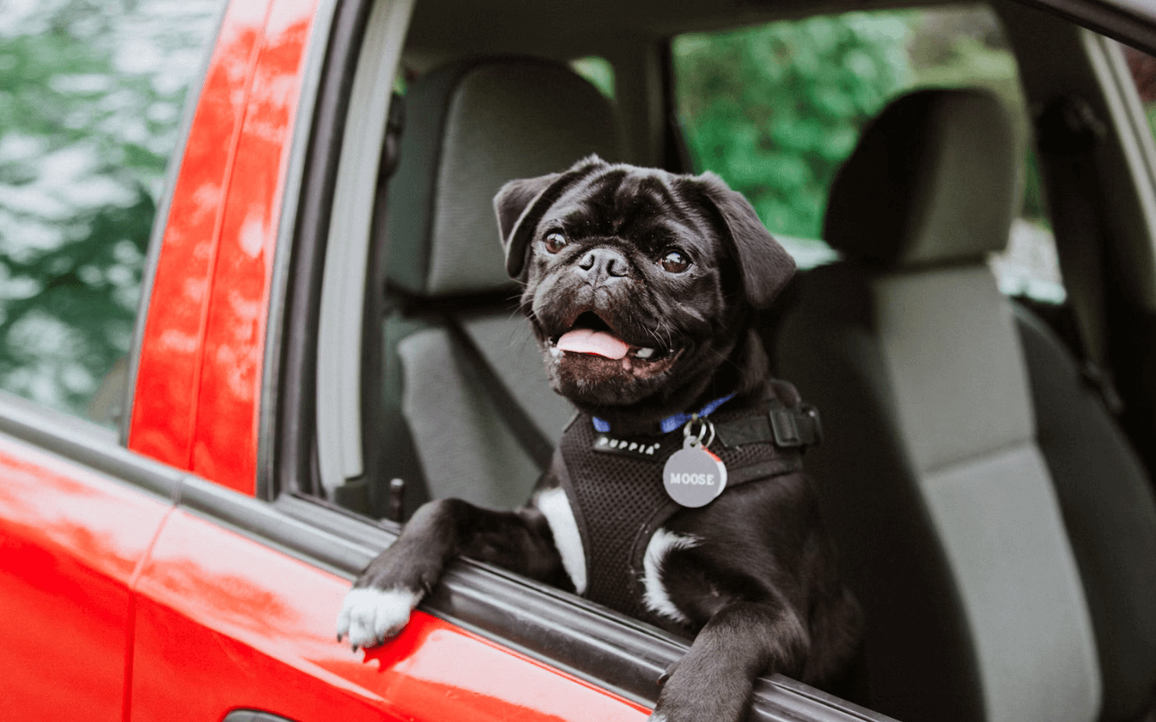 Dog looking out a car window