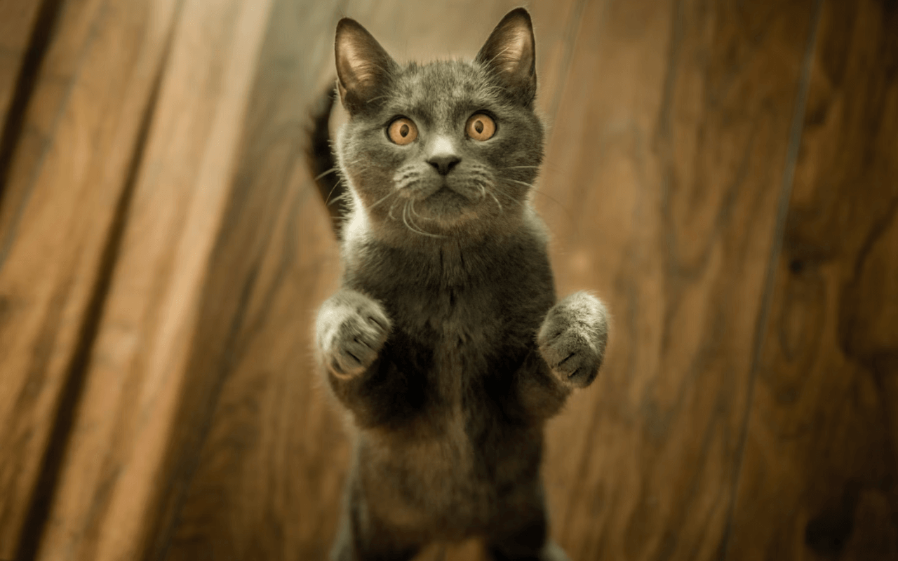 Cat standing on its hind legs 