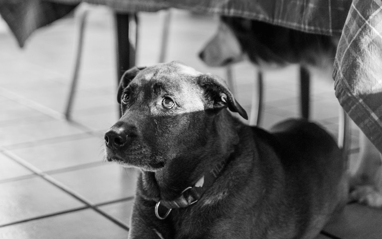 Dog standing beneath a table 