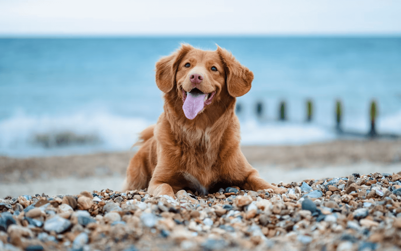 Dog on a beach