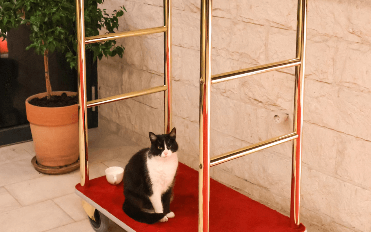 Cat in a hotel