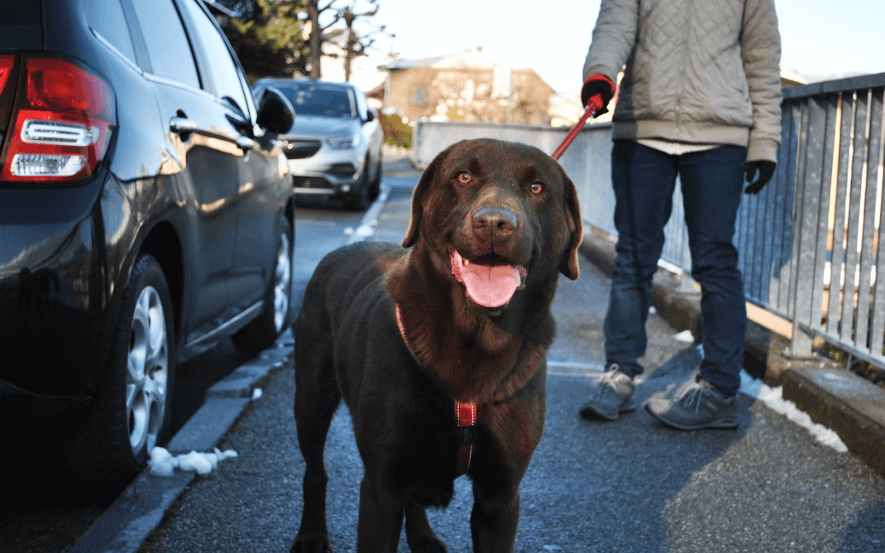 Dog in a parking lot