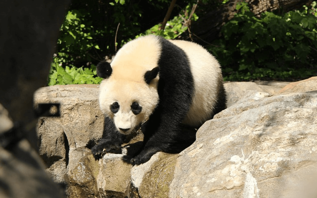 Smithsonian's National Zoo