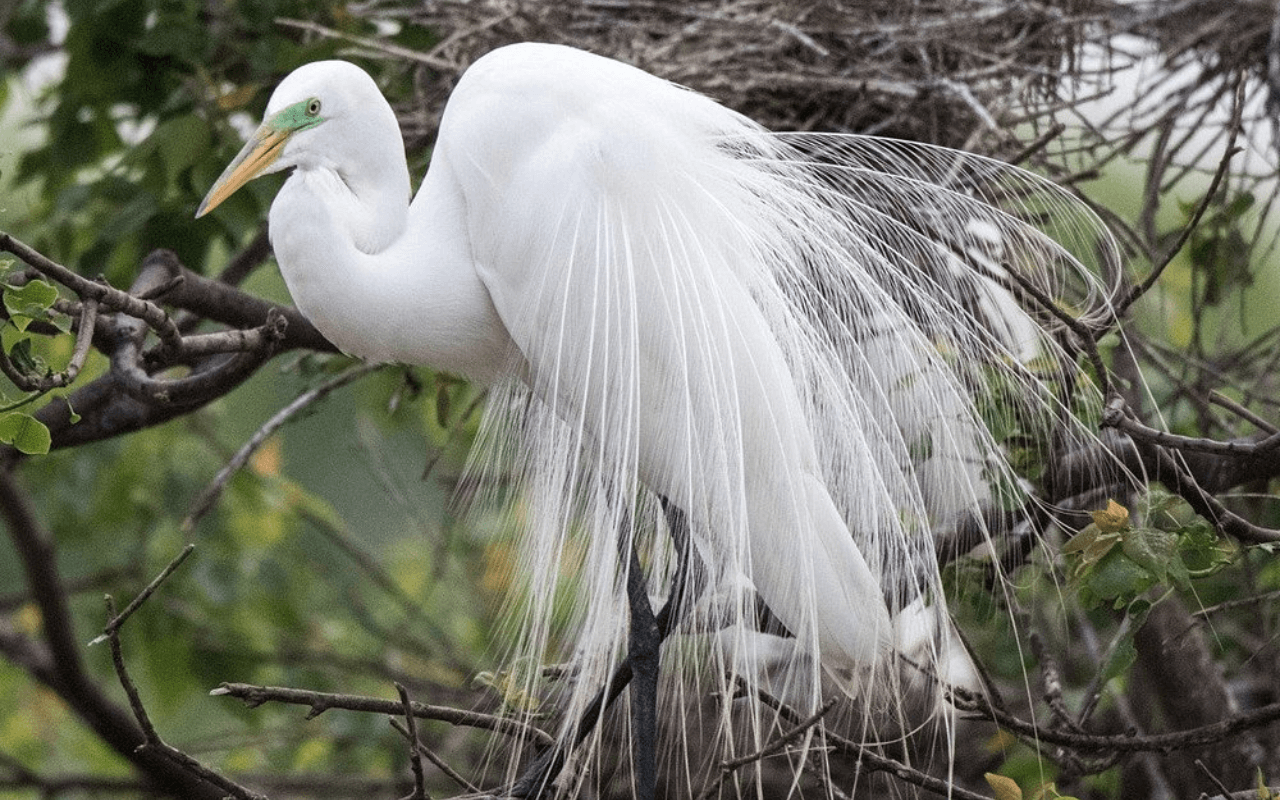 bird in Gulf of Mexico