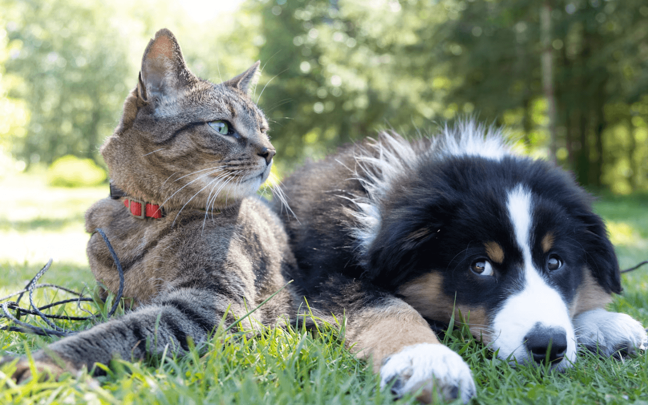 Cat and a dog laying on the grass